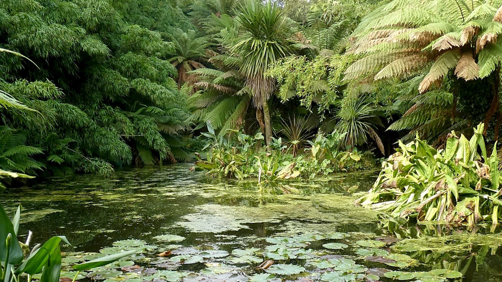 Cornwall Heligan Jungle lily pond sub-tropical valley - Cornwall family day out
